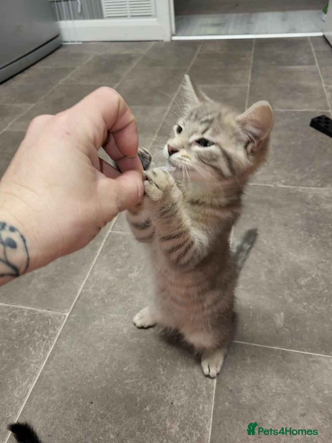 Domestic Shorthair cats for sale: Grey tabbie - Image 2
