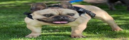 French Bulldog dogs for stud: Quality stud quad carrier in Chigwell - Advert 4