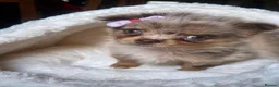 Pomchi dogs for sale: Female Pom Chi Puppy in Erith - Advert 4
