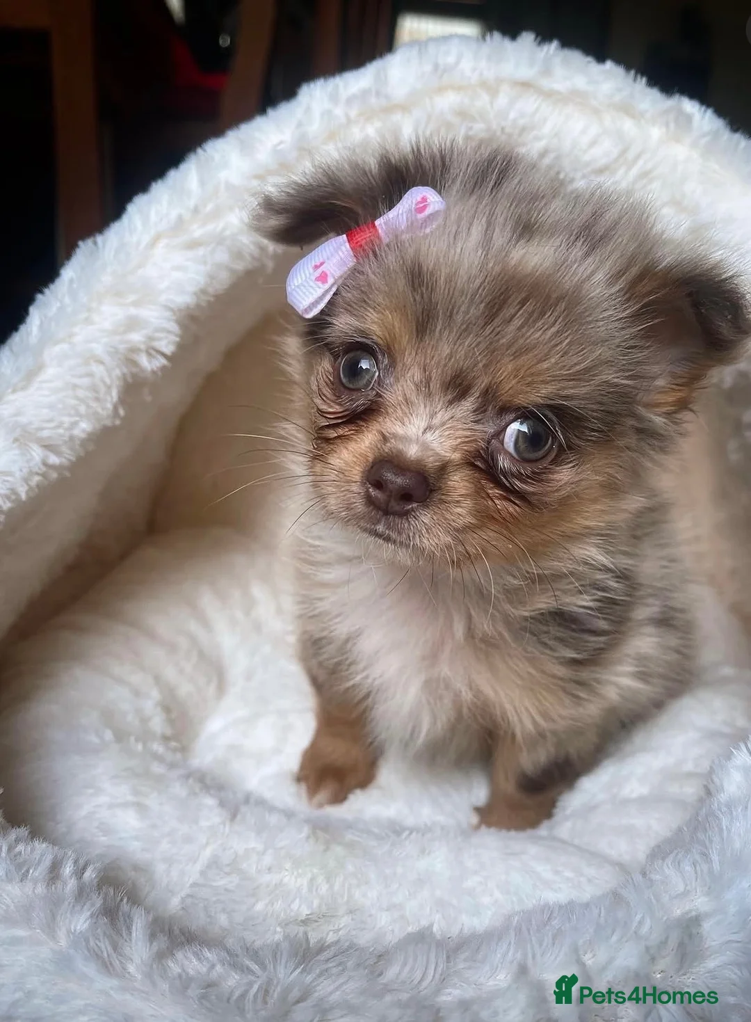 Pomchi dogs for sale: Female Pom Chi Puppy in Erith - Advert 4