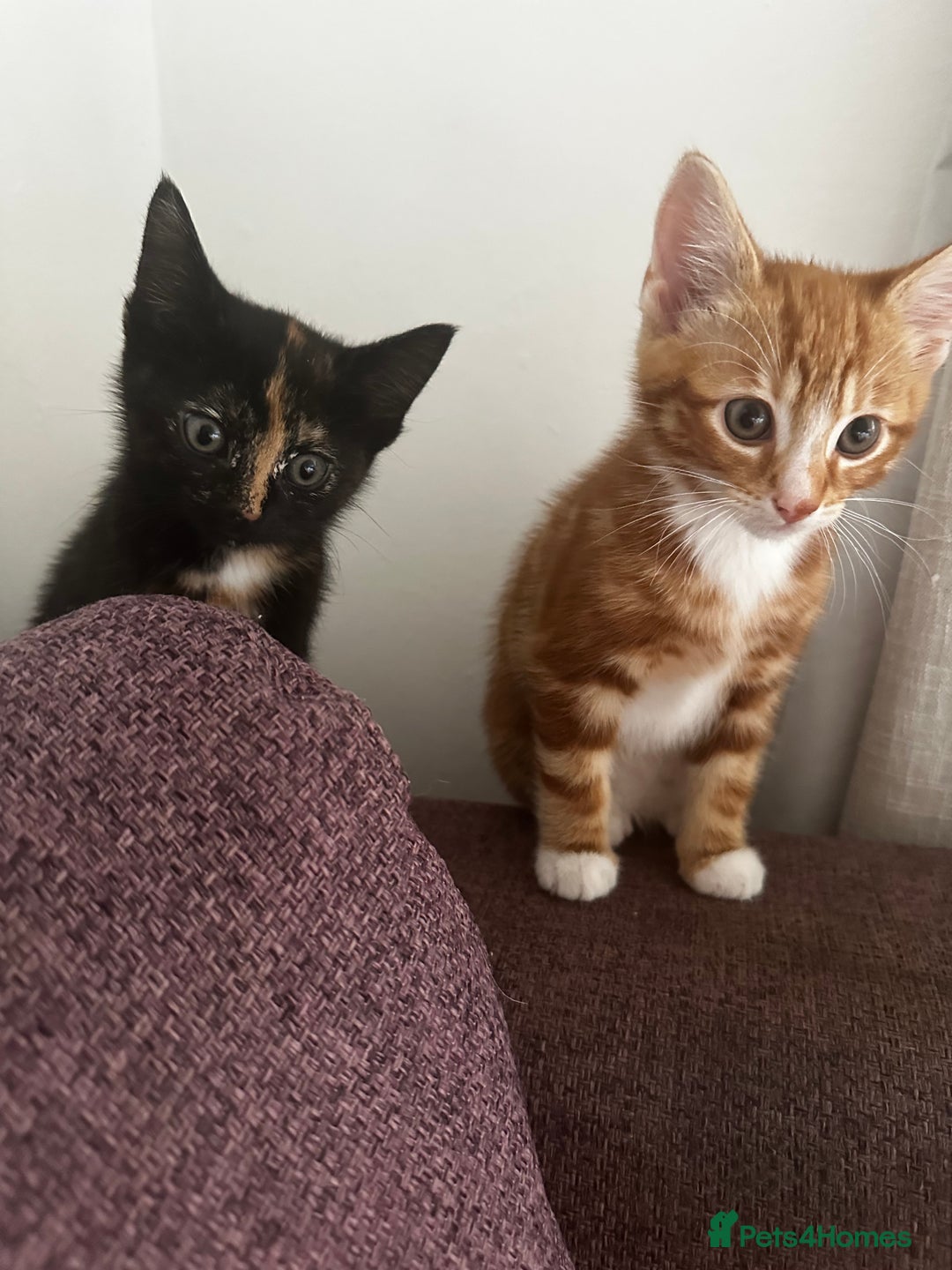 Domestic Shorthair cats for sale: Black tortie ready to go  - Advert 2