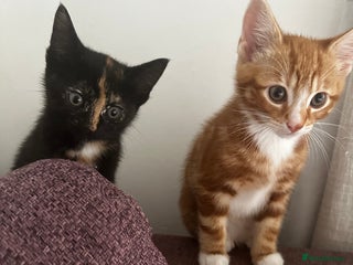 Domestic Shorthair cats Black tortie ready to go - Advert 1