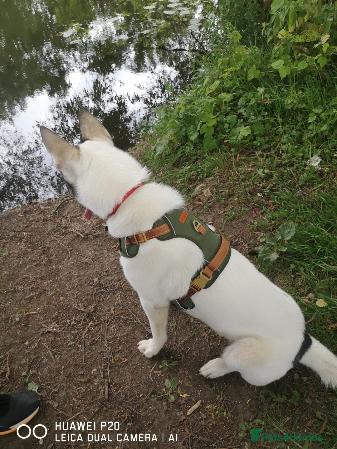 Siberian Husky dogs for sale: Our amazing Siberian Husky "Rocky" - Advert 3