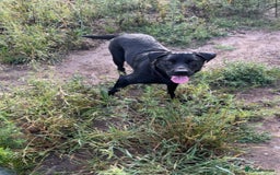 Mixed Breed dogs for sale: Lucky - Image 4