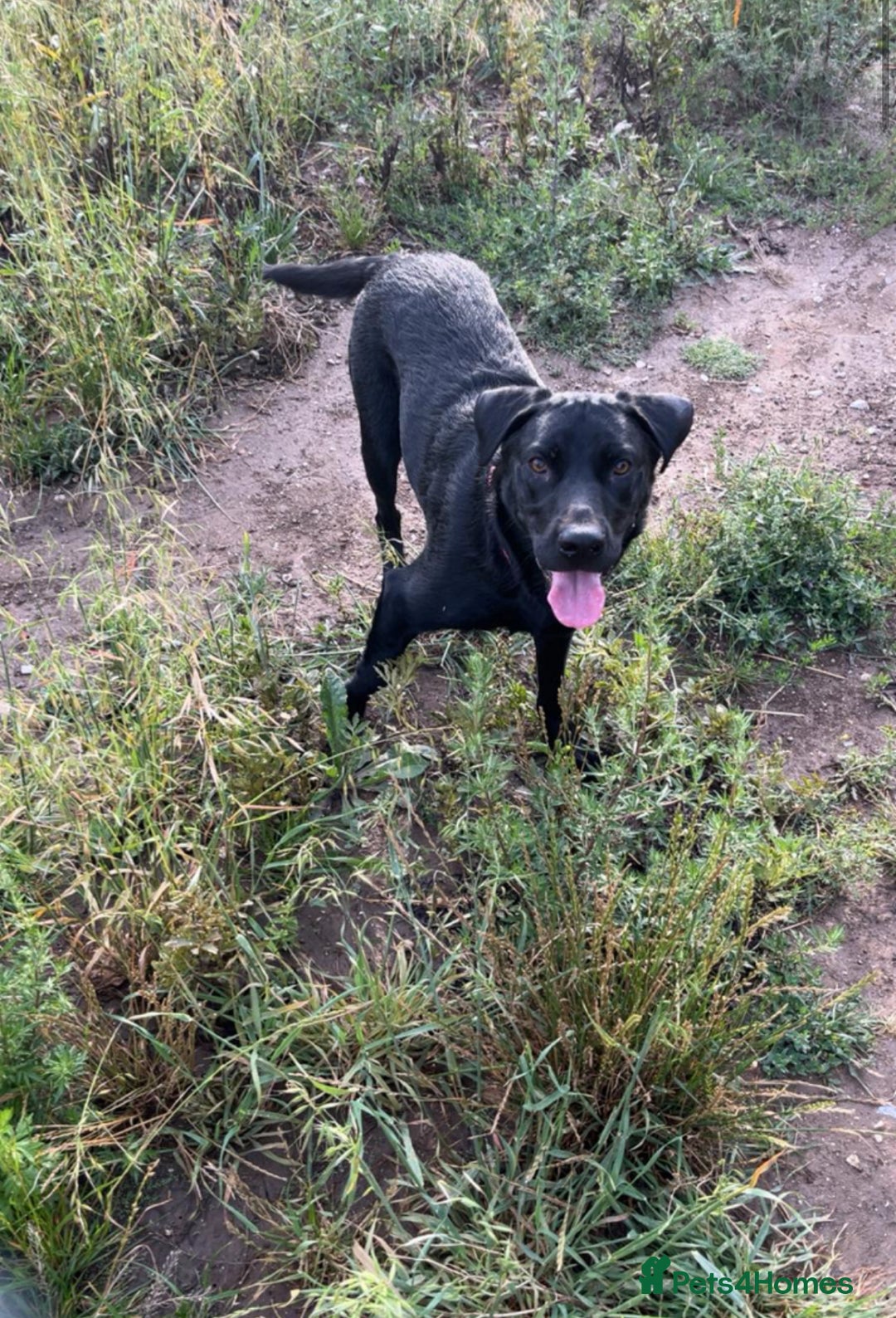 Mixed Breed dogs for sale: Lucky - Image 4