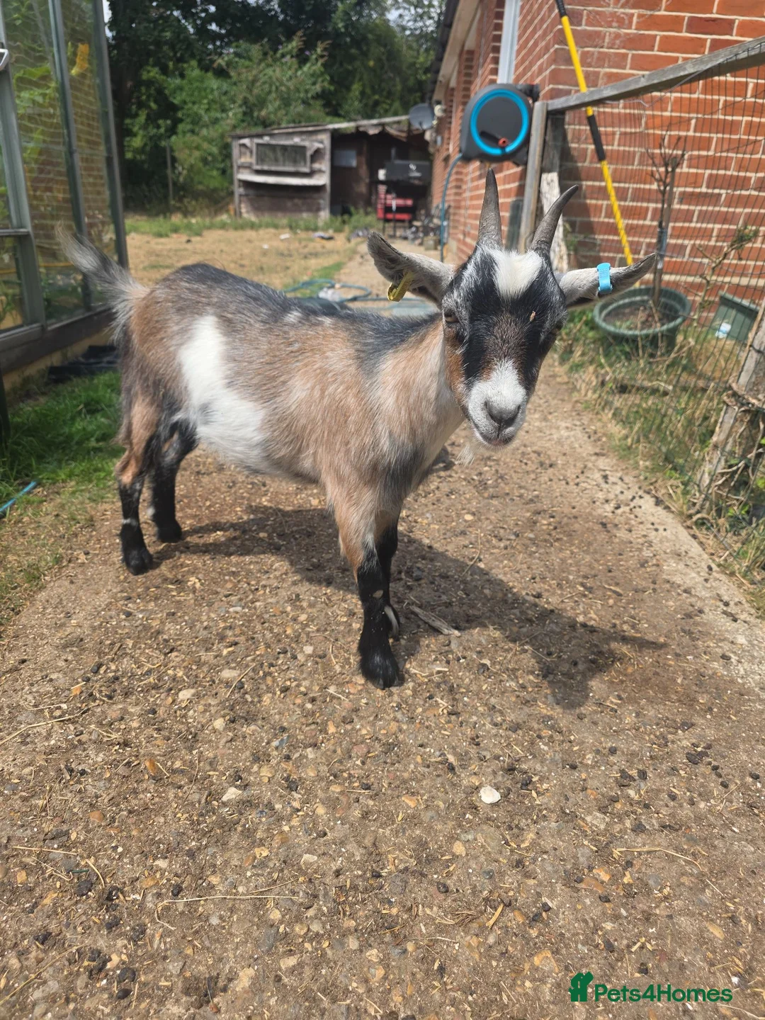Goats livestock for sale: 2x pygmy goats - Advert 2