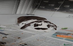 English Lop rabbits for sale: Lop rabbit  - Image 2