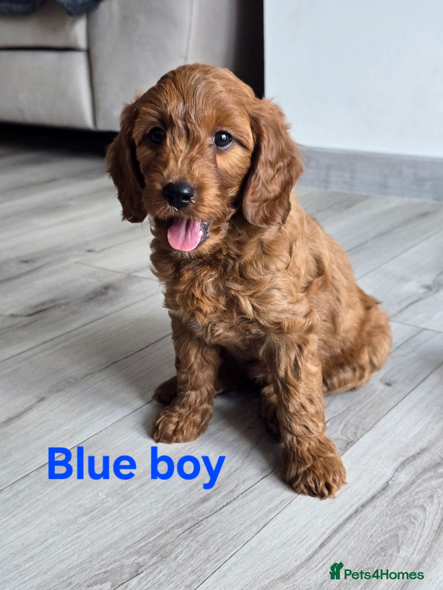 Cavapoo dogs MiniatureF1B💥DNAHealthTestedParents💥FamilyRaised - Advert 2