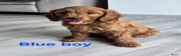 Cavapoo dogs for sale: MiniatureF1B💥DNAHealthTestedParents💥FamilyRaised - Advert 7