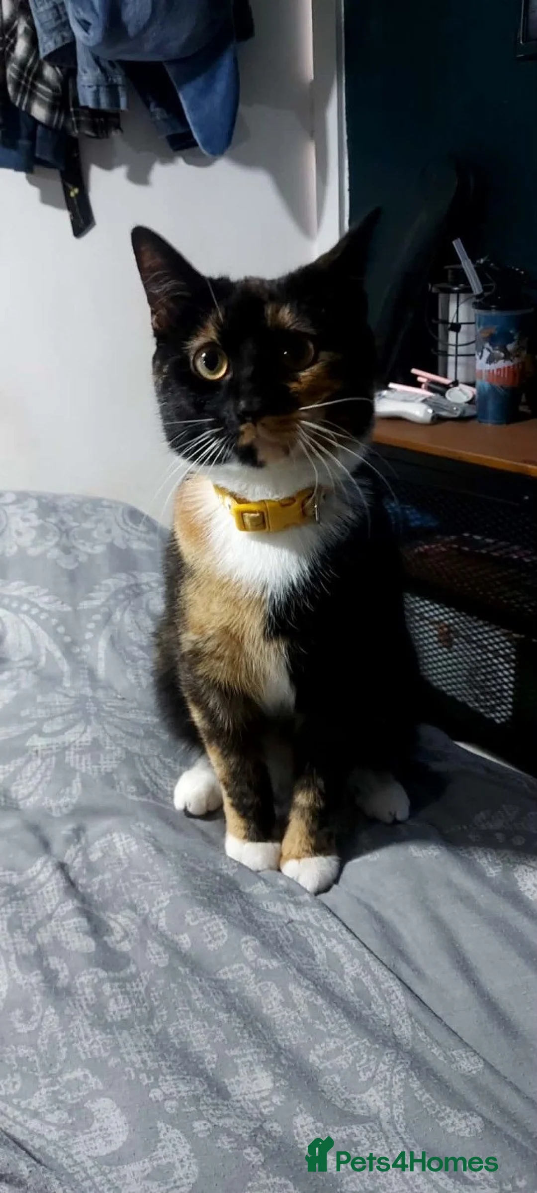 Mixed Breed cats for sale: Responsible Home Wanted for Friendly Cat - Advert 2