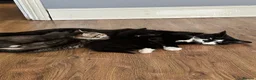 Mixed Breed cats for sale: Kittens for sale in Birmingham - Advert 8