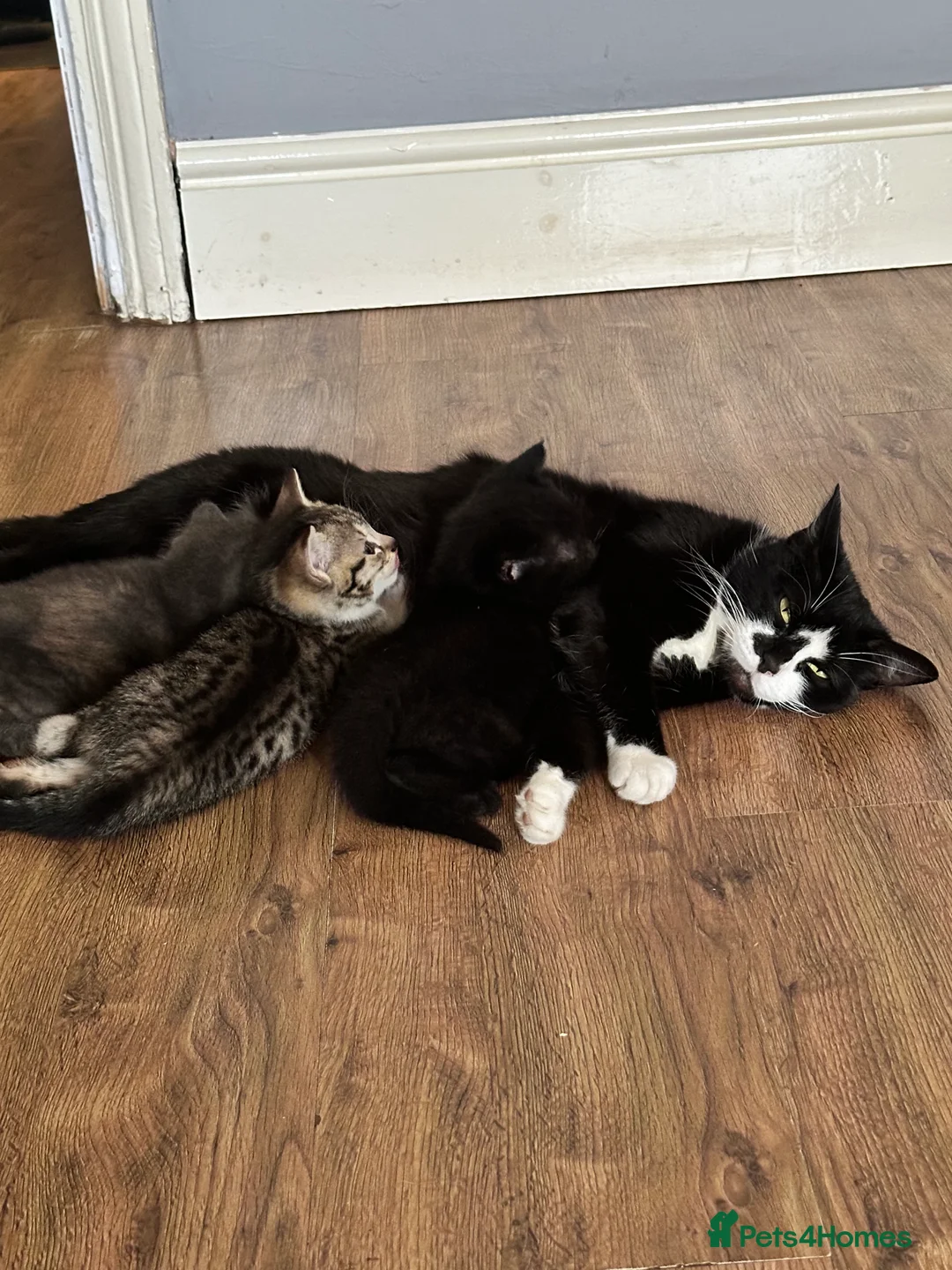 Mixed Breed cats for sale: Kittens for sale in Birmingham - Advert 8