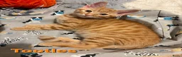 Mixed Breed cats for sale: Beautiful Kittens x4 Mixed colours Aged 11 weeks - Advert 14