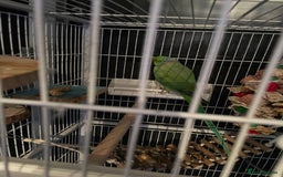 Parrots birds for sale: Irn parrot  - Image 3