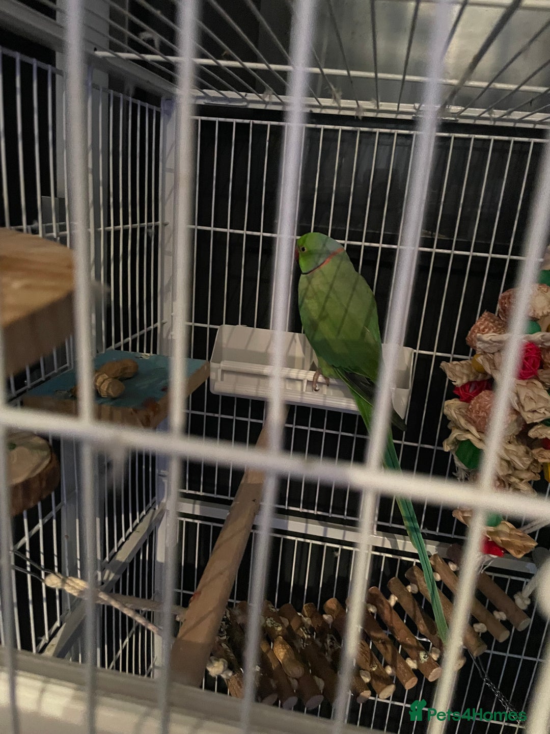 Parrots birds for sale: Irn parrot  - Image 3