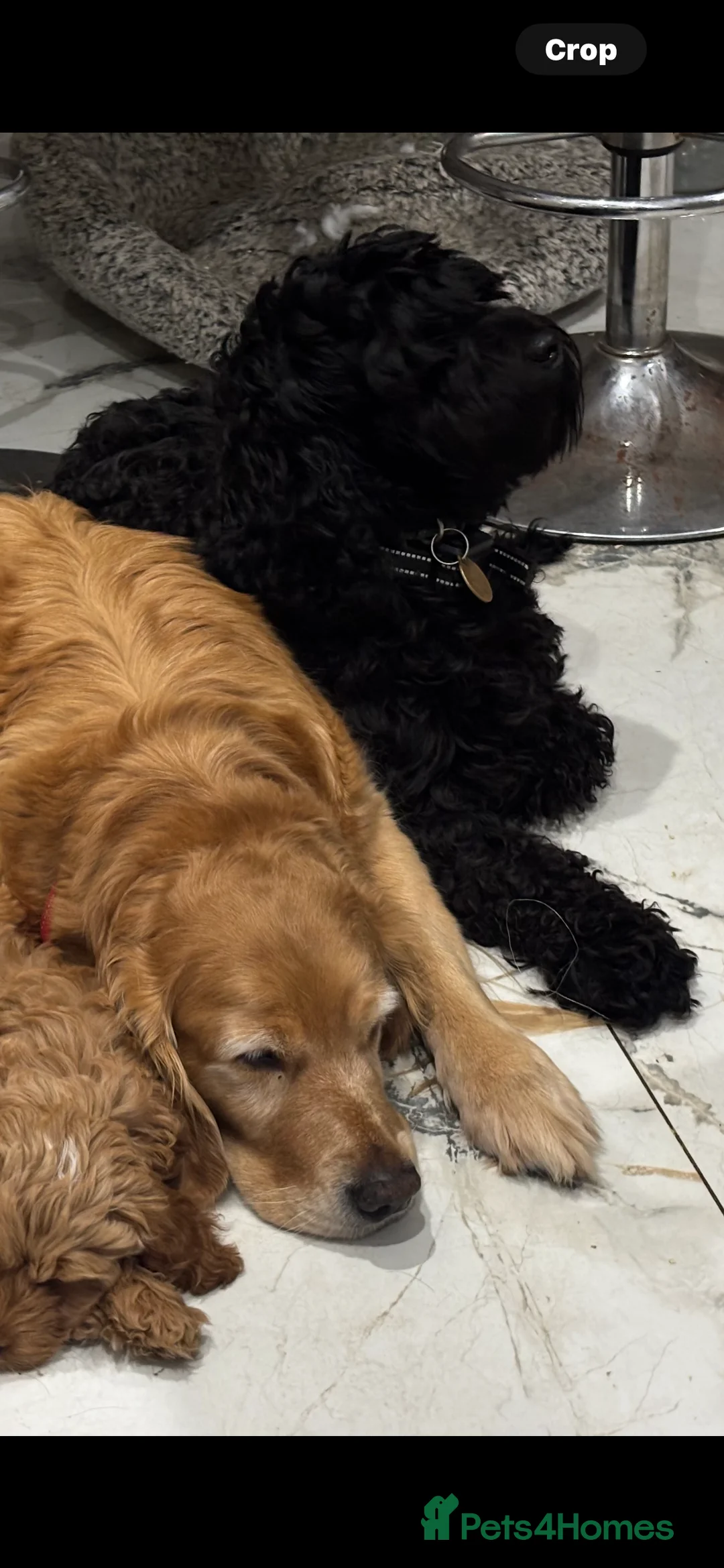 Cockapoo dogs for sale: ‼️ Attention Please ‼️ - Advert 4