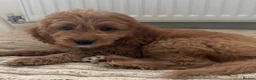 Mini Goldendoodle dogs for sale: Red Goldendoodle Female - Ready Now - Advert 5