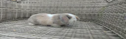 Mini Lop rabbits for sale: Stunning male mini lop ready now - Advert 3