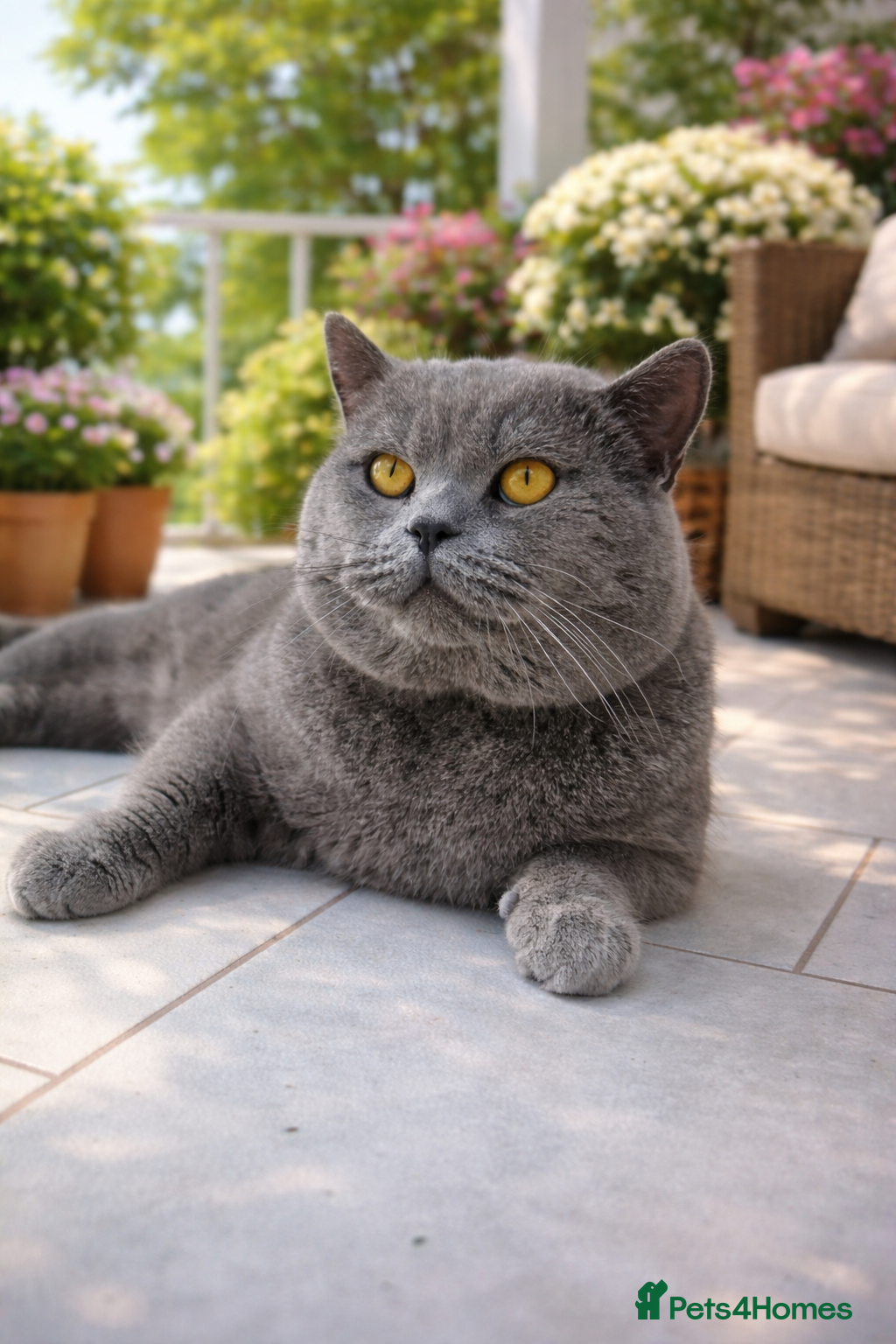 British Shorthair cats Stud duties only Blue Boy - Advert 1