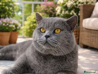 British Shorthair cats Stud duties only Blue Boy - Advert 1