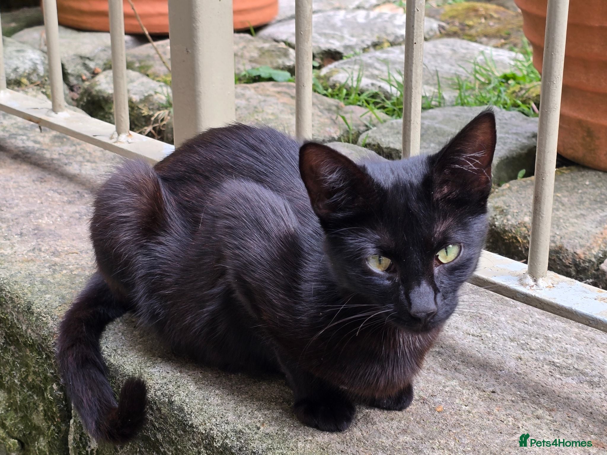 Mixed Breed cats Black barn cat - cute boy - Advert 4