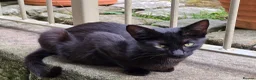 Mixed Breed cats for sale: Black barn cat - cute boy in Skipton - Advert 1