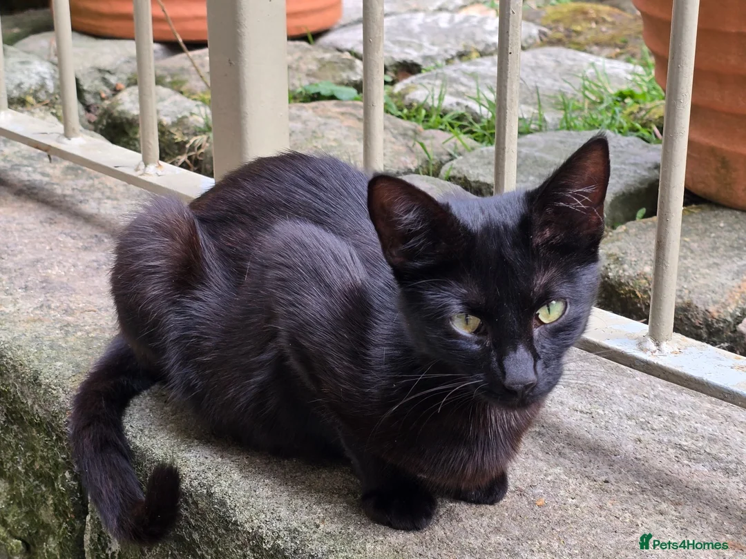 Mixed Breed cats for sale: Black barn cat - cute boy in Skipton - Advert 1