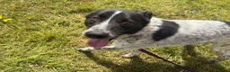 Mixed Breed dogs for adoption: Conga - Norwich Norfolk  - Advert 12