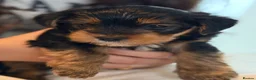 Yorkshire Terrier dogs for sale:  Beautiful little yorkie girl 🐶💕 - Advert 7