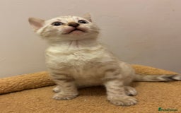 Bengal cats for sale: Snow and Brown boy TICA bengal kittens  - Image 27