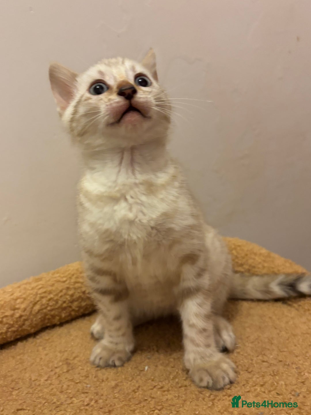 Bengal cats for sale: Snow and Brown boy TICA bengal kittens  - Image 27