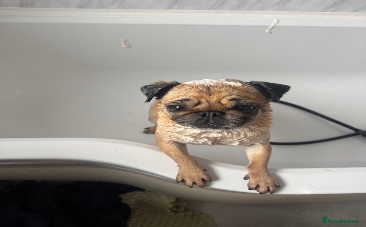 Pug dogs - Advert 1