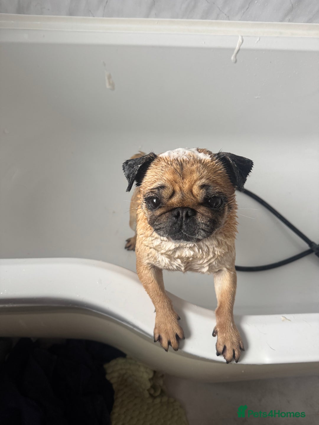 Pug dogs for sale: Pug- Paisley - Image 1