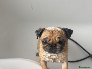Pug dogs - Advert 2