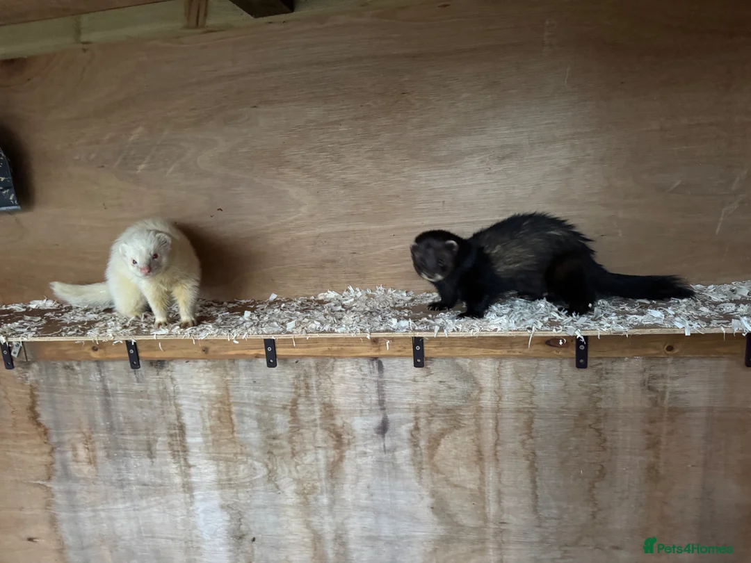 Ferret rodents for sale: Ferret kits due  in Alexandria - Advert 2
