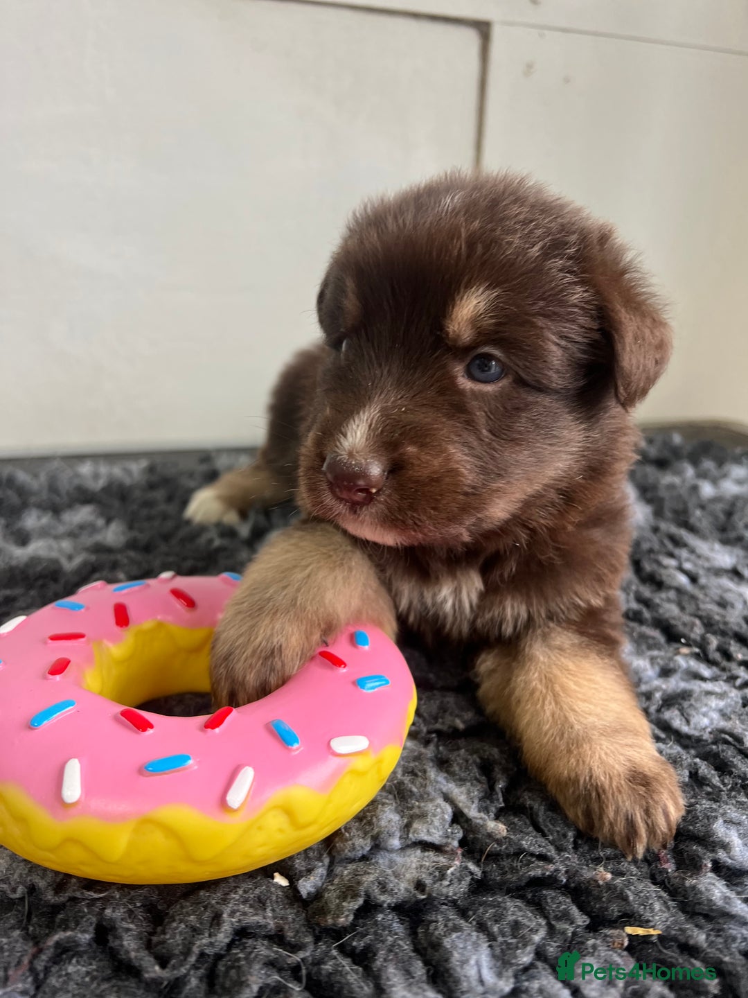 German Shepherd dogs for sale: Outstanding litter KC Reg German Shepherd puppies - Image 4