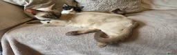 Burmese cats for sale: Burmese x kittens  - Advert 2