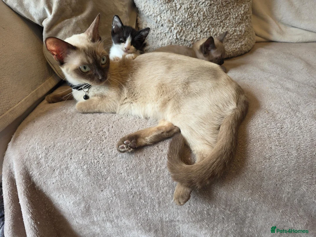 Burmese cats for sale: Burmese x kittens  - Advert 2