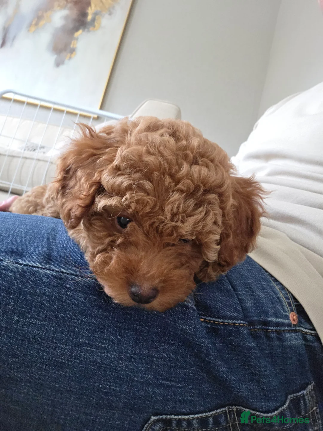 Maltipoo dogs for sale: Beautiful Maltipoo Girl - 9 weeks - Advert 3