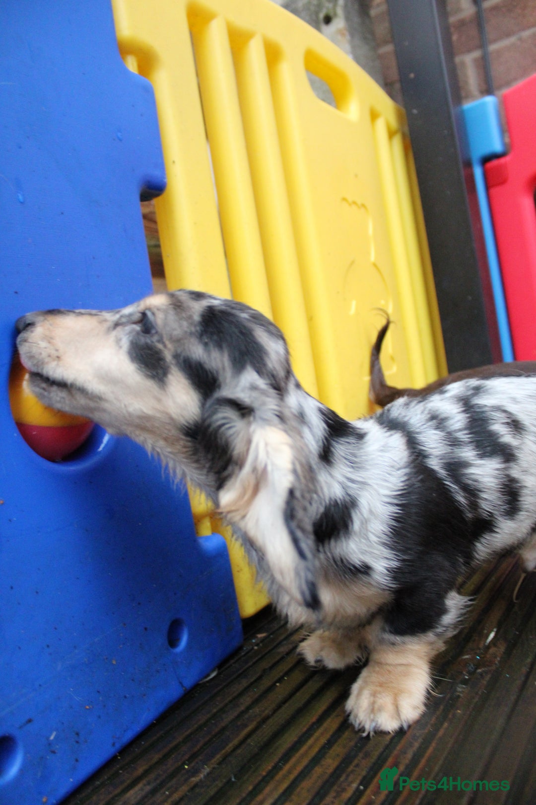 Miniature Dachshund dogs for sale: Long hair  - Advert 3