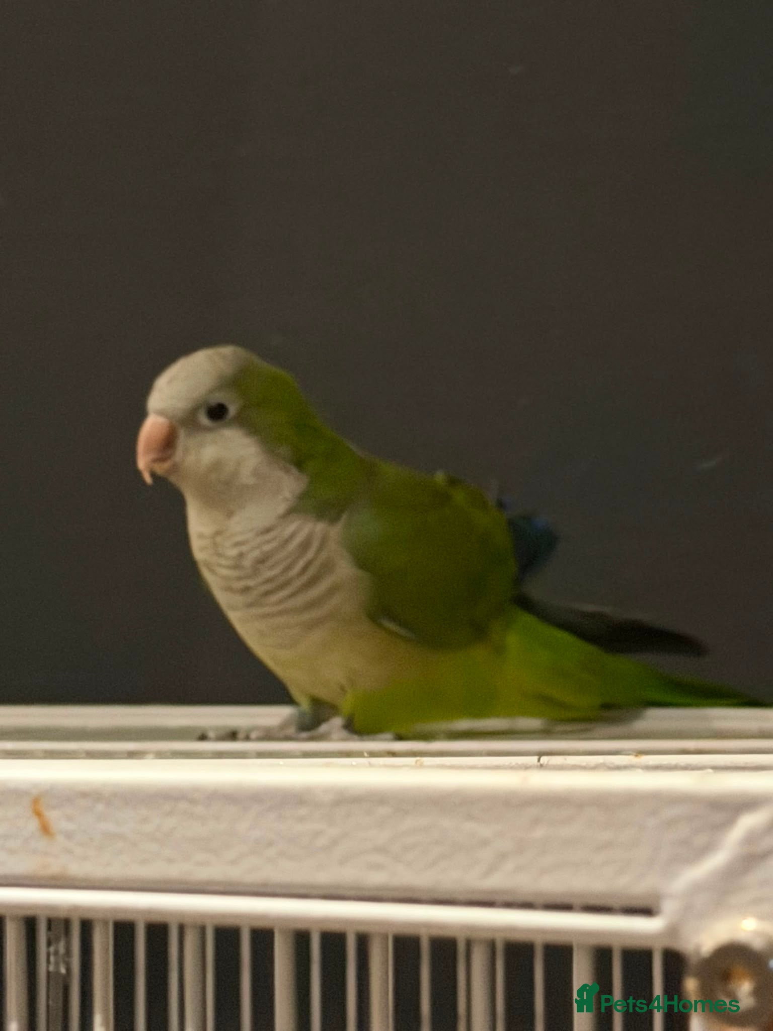 Ringnecks birds  for sale beautiful pair  - Advert 18