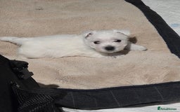 West Highland Terrier dogs for sale: Gorgeous pedigree westies, excellent bloodlines - Image 4