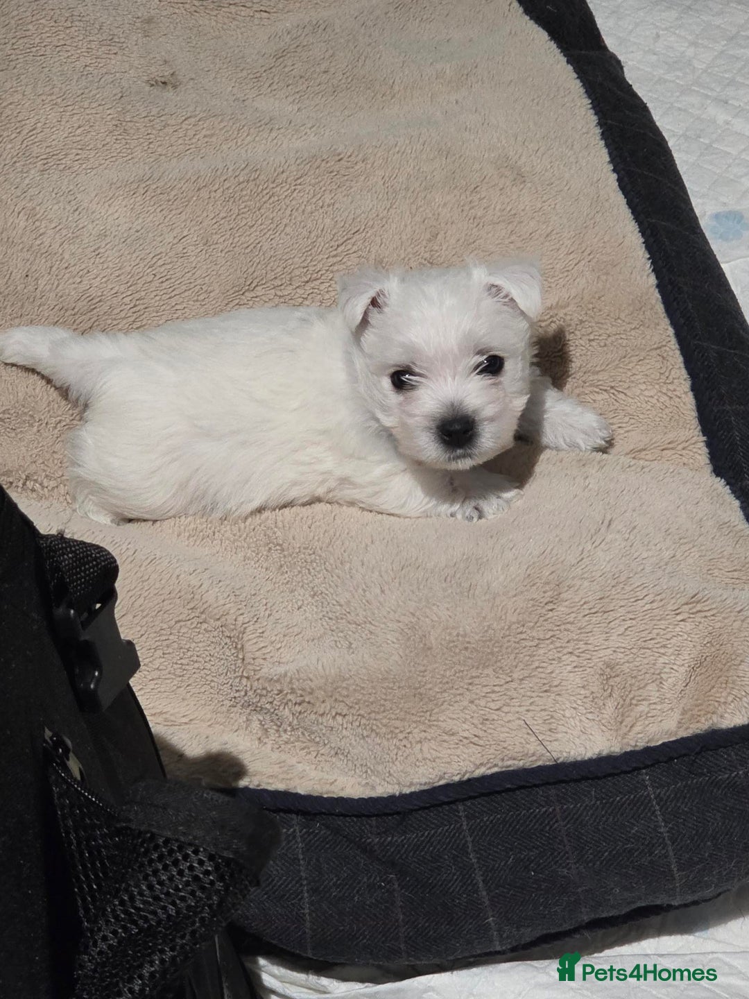 West Highland Terrier dogs for sale: Gorgeous pedigree westies, excellent bloodlines - Image 4