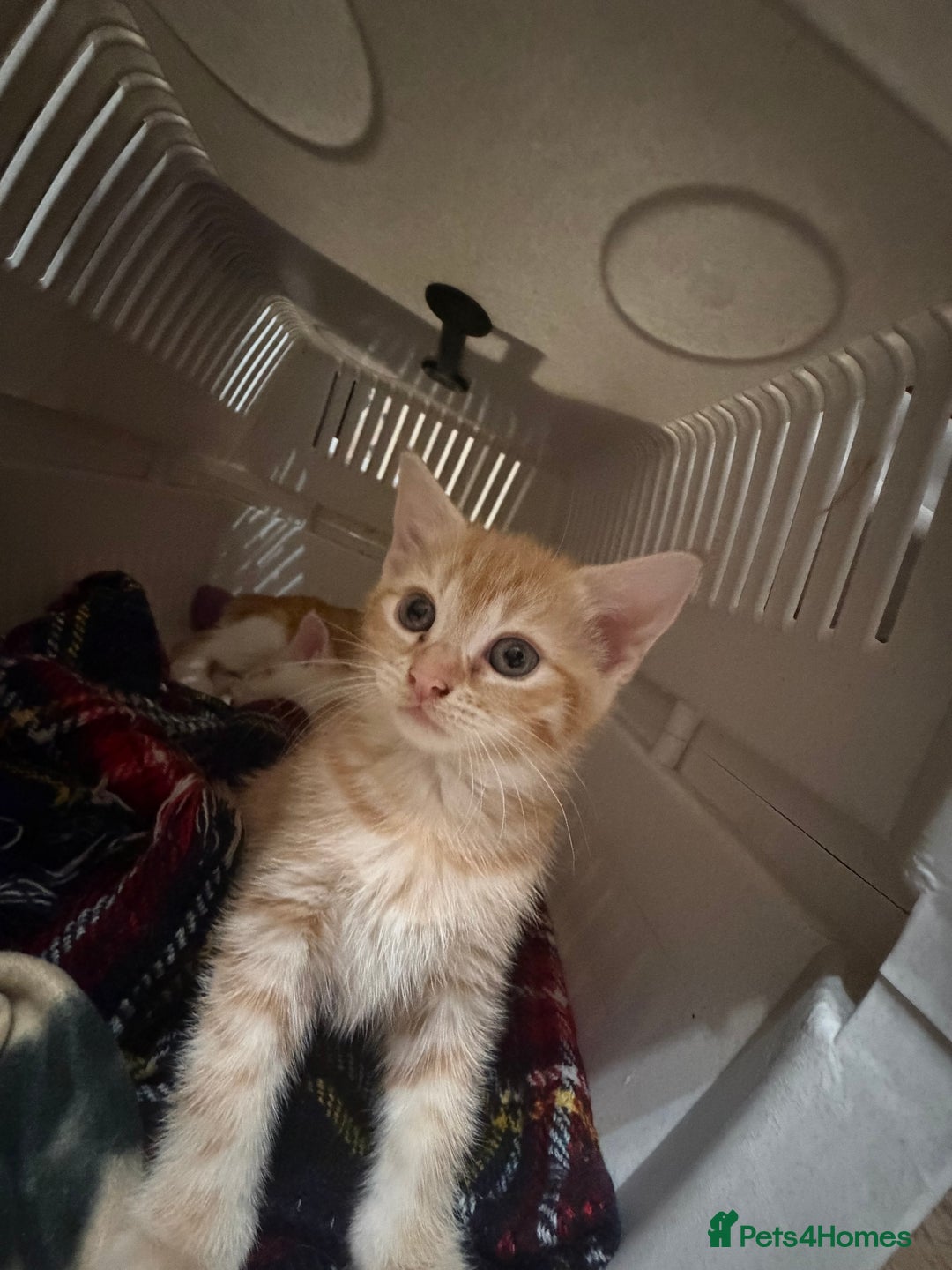 Mixed Breed cats for sale: 3 ginger and white kittens  - Advert 8