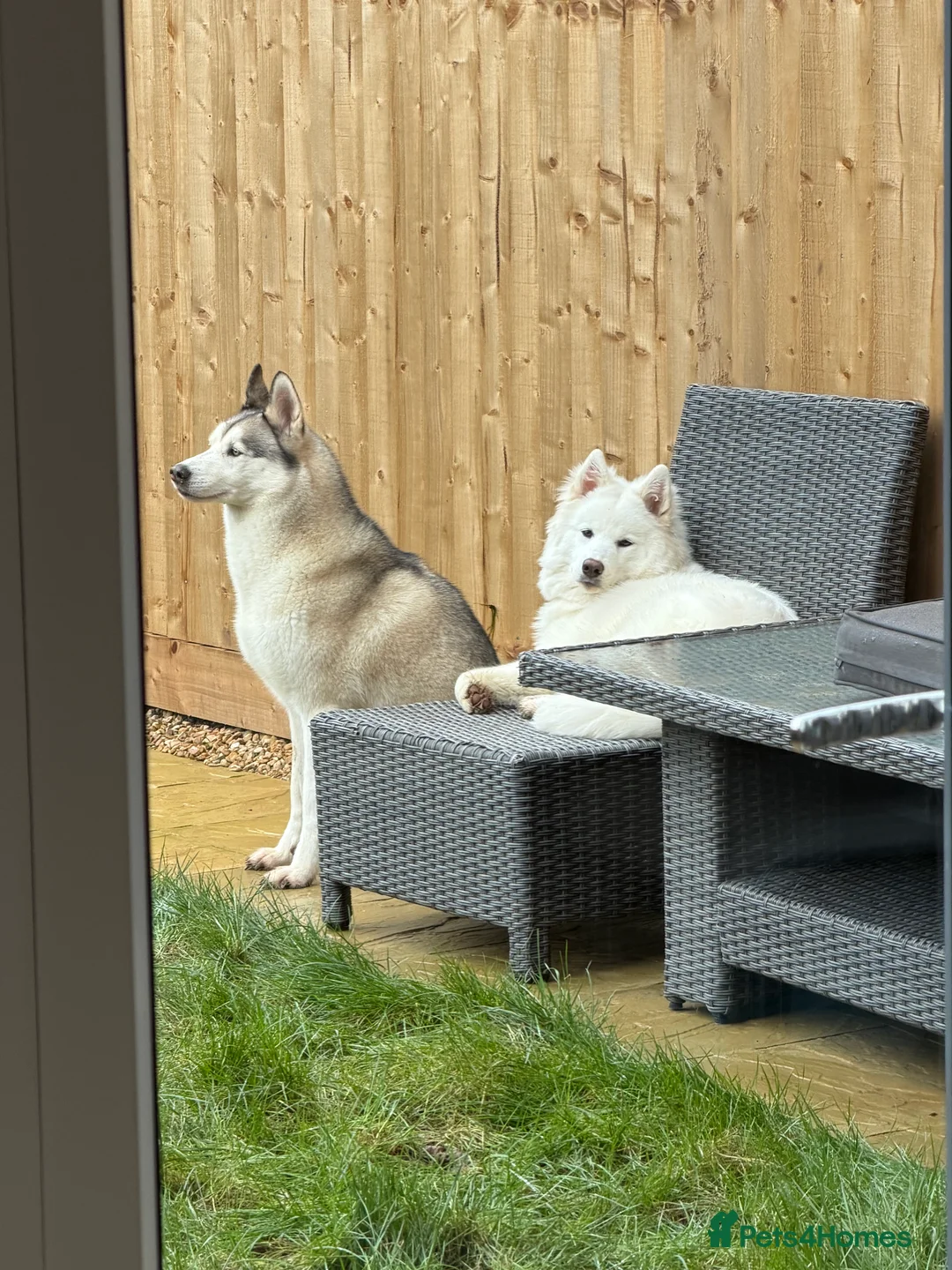 Siberian Husky dogs for sale: 7 month old Siberian Husky  in Bristol - Advert 5