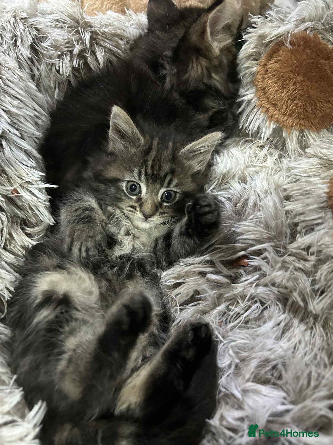 Maine Coon cats for sale: Maine coon kittens  - Advert 1