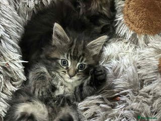 Maine Coon cats Maine coon kittens - Advert 1