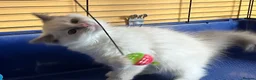 Ragdoll cats for sale: GCCF Сhampion Bloodline Ragdoll 5 GenPedigree 🏆🌟 - Advert 8