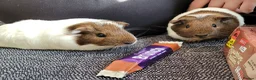 Guinea Pig rodents for sale: Selma and patty sisters  - Advert 2