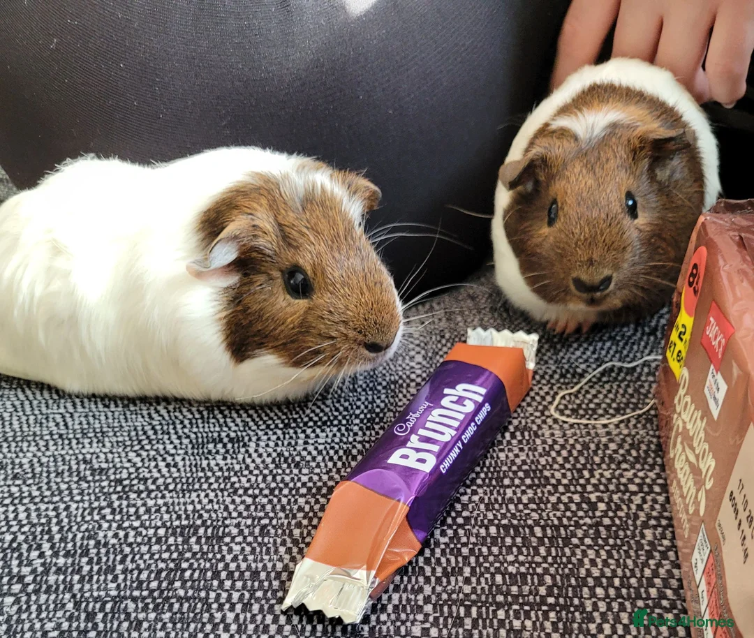 Guinea Pig rodents for sale: Selma and patty sisters  - Advert 2
